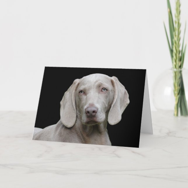 Carte Beau Weimaraner chasse chien (Devant)