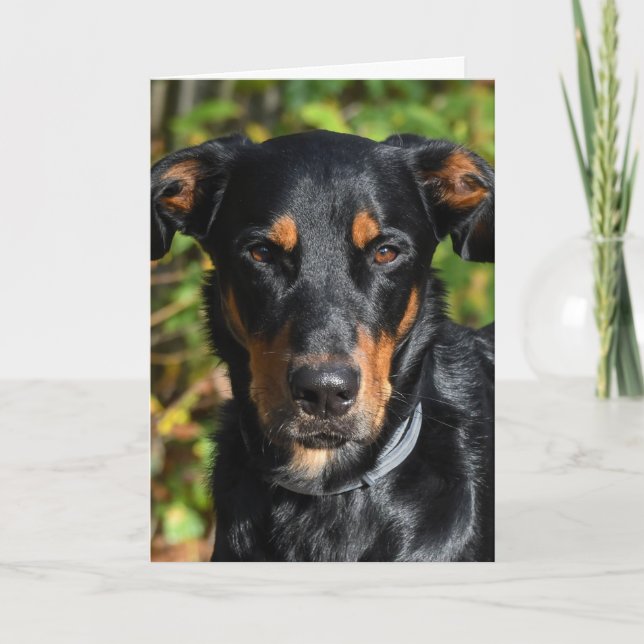 Carte Beauceron Dog Portrait (Devant)