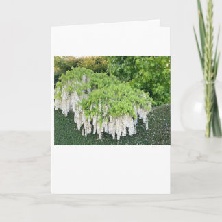 Carte /Beauté/Wisteria/Jardin/Nature/Fleurs blanch