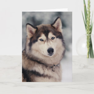 Carte Beautiful Husky in the Outdoors