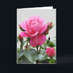 Carte Beautiful Pink Rose<br><div class="desc">Beautiful Pink Rose. Matching items available in our store.</div>