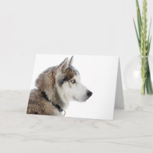 Carte Beautiful Siberian Husky dans le Snow