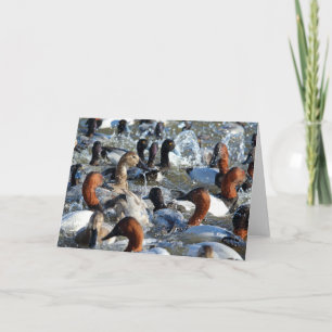 Carte Beaux Canards sauvages - Canvasbacks et Élevures