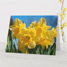 Beaux jonquilles jaunes