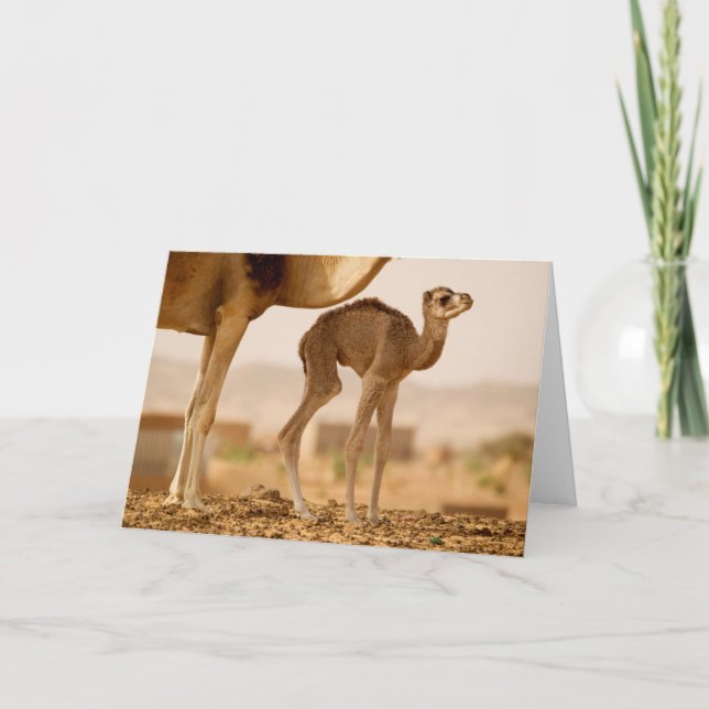 Carte Bébé Camel (Devant)