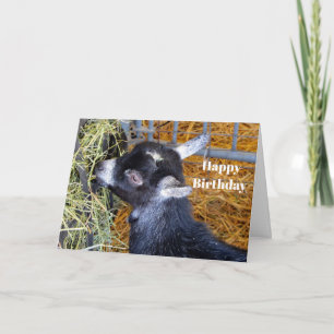 Carte Bébé noir mignon chèvre manger foin Anniversaire
