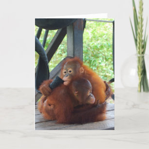 Carte Bébé Orangutan