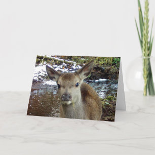 Carte Bébé précieux faon bord des eaux calmes accent d'h