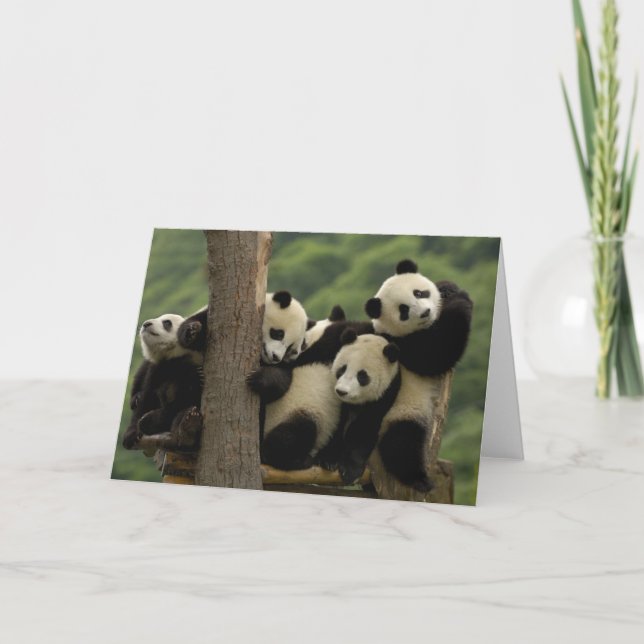 Carte Bébés pandas géants Ailuropoda melanoleuca) 4 (Devant)