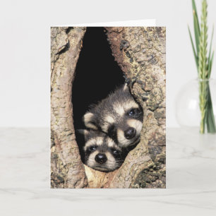 Carte Bébés ratons laveurs dans la cavité d'un arbre Pro