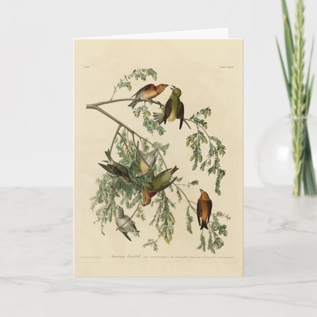 Carte Bec-croisé américain des oiseaux d'Amérique d'Audu (Devant)