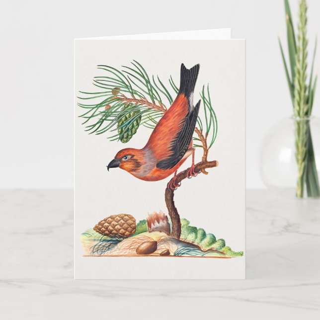Carte Bec-croisé des sapins, (Devant)