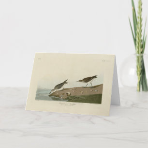 Carte Bécasseau semi-palmé, Oiseaux d'Amérique d'Audubon