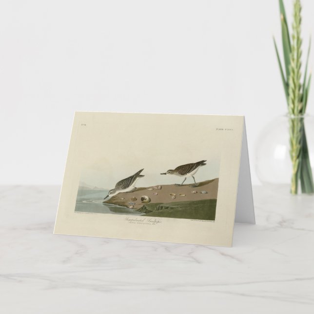 Carte Bécasseau semi-palmé, Oiseaux d'Amérique d'Audubon (Devant)