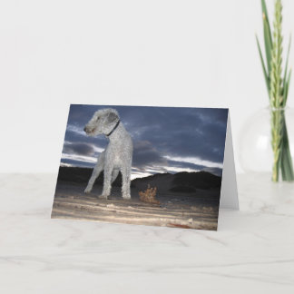 CARTE BEDDY SUR LA PLAGE