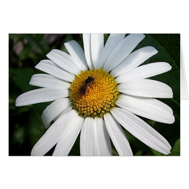 Carte Bee Happy Daisy (Devant horizontal)