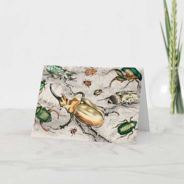 Carte Béetles Insectes Bugs (Devant)
