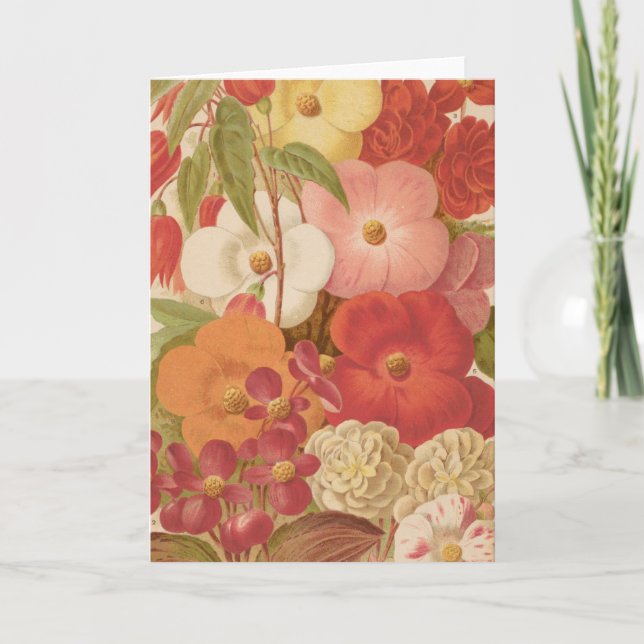 Carte Bégonie | George Nicholson (Devant)