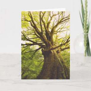 Carte Bel arbre de hêtre
