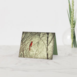 Carte Bel oiseau cardinal du nord rouge