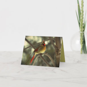 Carte Bel oiseau cardinal femelle