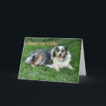 Carte Belated Birthday-customize<br><div class="desc">Ol' Duke was my Dad's dog and Daddy's spoiled him rotten with cookies. Australian Shepherds make wonderful companions. Use the sentiment inside or change to your words with my easy template.</div>