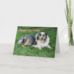 Carte Belated Birthday-customize<br><div class="desc">Ol' Duke was my Dad's dog and Daddy's spoiled him rotten with cookies. Australian Shepherds make wonderful companions. Use the sentiment inside or change to your words with my easy template.</div>