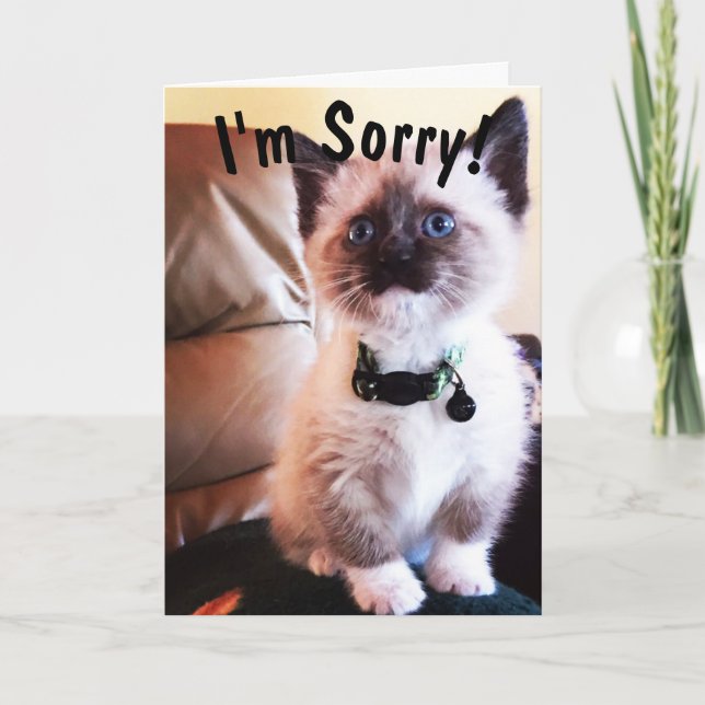 Carte Belated Birthday I'm Pardon Cute Siamese Kitten (Devant)