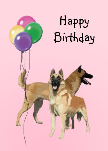 Cartes De Vœux Chien Belge Malinois Zazzle Fr