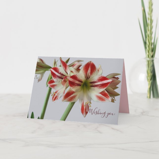 Carte Belle Amaryllis fleur & crème texte anniversaire (Devant)
