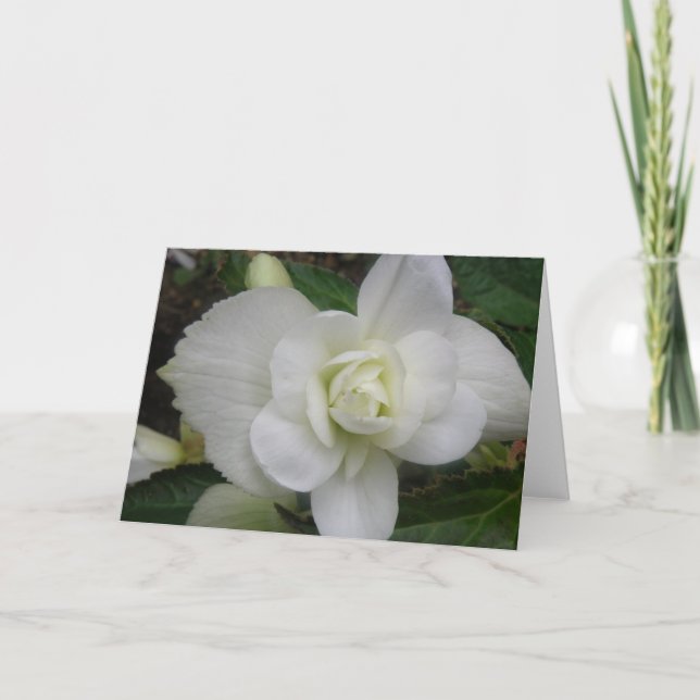 Carte Belle Carnation blanche Carnation de voeux (Devant)