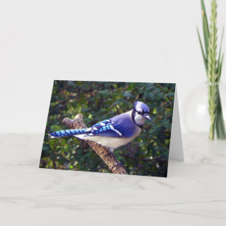 Carte Belle Jay Bleu
