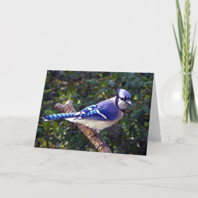 Carte Belle Jay Bleu (Devant)