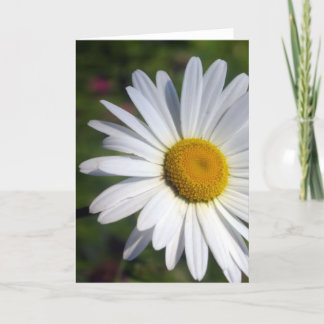 Carte Belle marguerite