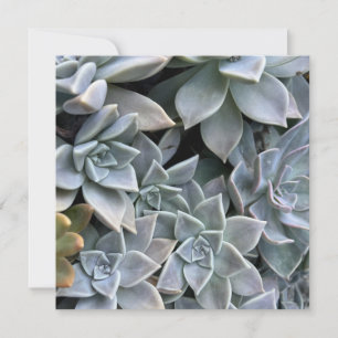 Carte Belle photo de Plante succulent