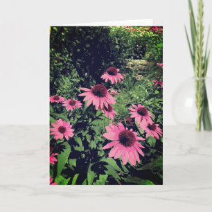 Carte Belles Fleurs De Cône Dans Un Jardin Rose Violet