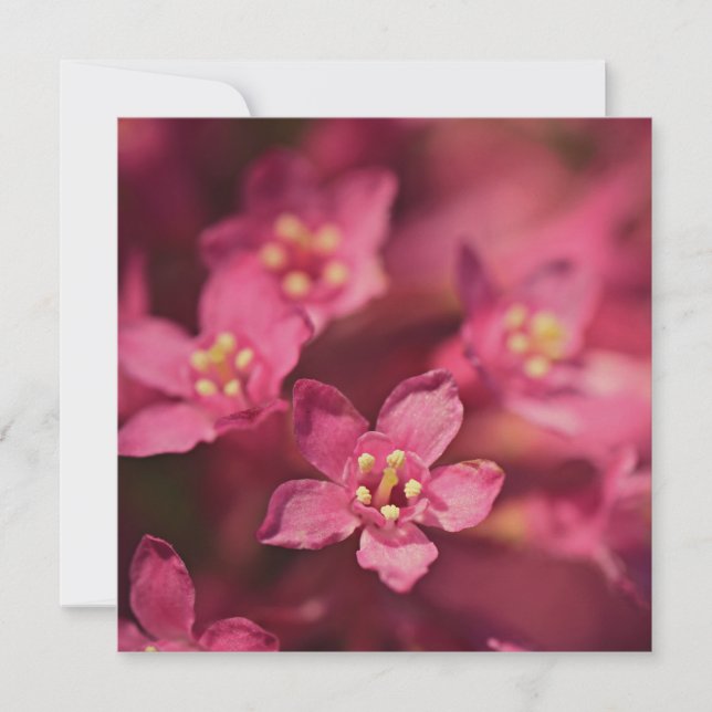Carte Belles Fleurs Roses (Devant)