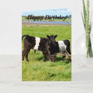 Carte Belted Galloway Baby Calves, Birthday
