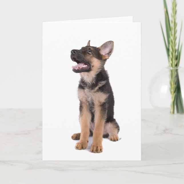 Carte berger allemand chiot (Devant)