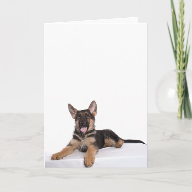 Carte berger allemand chiot (Devant)