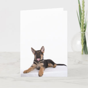 Carte berger allemand chiot