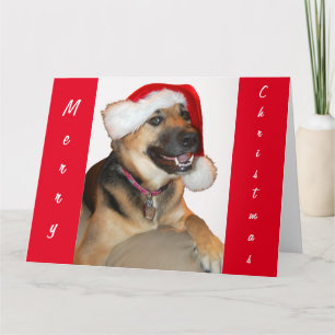 Carte Berger allemand portant un Casquette du Père Noël
