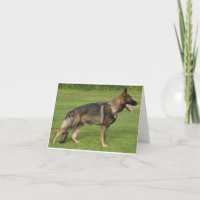 Berger Allemand Sable Complet