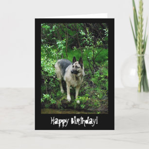 Carte Berger allemand sur le rivage; Joyeux anniversaire