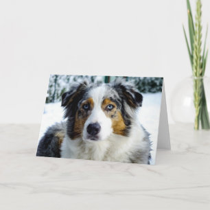 Carte Berger américain miniature bleu merle