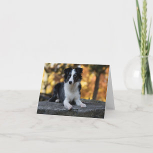 Carte Berger Australien Aussie Chien Amitié Bonjour