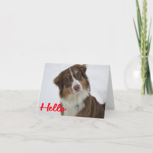 Carte Berger Australien Aussie  Chien  Bonjour  Amour