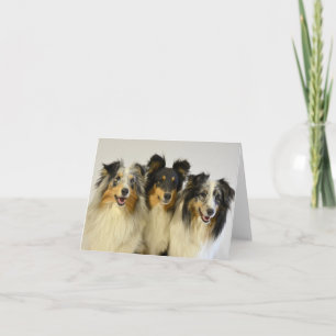 Carte Berger Australien Aussie  Chien  Bonjour  Amour