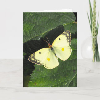Carte Berger's Clouded Yellow Butterfly