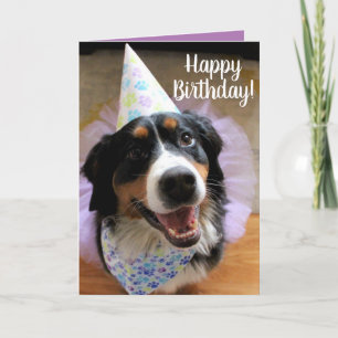 Carte Bernese Mountain Dog Anniversaire